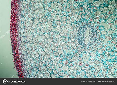 microbiology microscopic cells surface stock photo