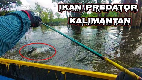 Meledak Casting Ikan Toman Di Kalimantan Wisata Danau Gatal