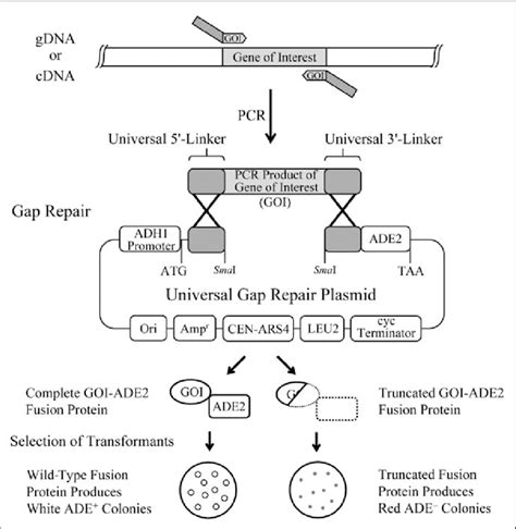 Diagram Of Genomic Dna Gdna Cdna Truncation Assays Using A Universal