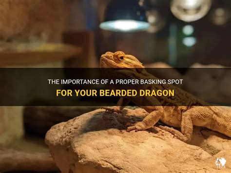 The Importance Of A Proper Basking Spot For Your Bearded Dragon Petshun