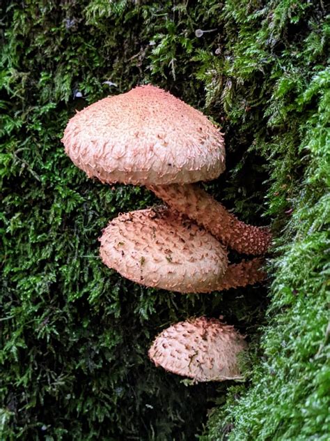 Shaggy Scalycap Pholiota Squarrosa Identification