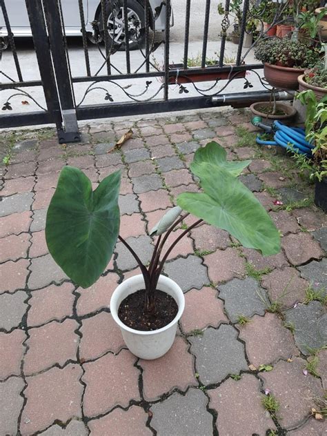 Colocasia Tiger Stripe Furniture Home Living Gardening Plants