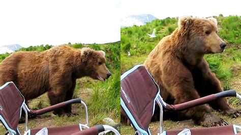 Orso Grizzly Si Sveglia Dal Pisolino Pomeridiano E Decide Di Andare A