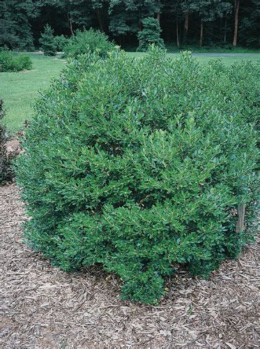 Ilex Glabra Shamrock Shamrock Inkberry From Historyland Nursery