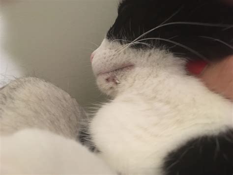 Sorescabred Spot Under Cats Chin Image Availabe Thecatsite