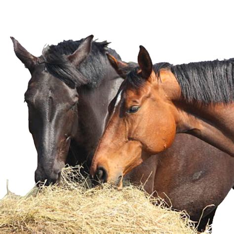 What To Feed Your Horse Trusty Pet Supplies