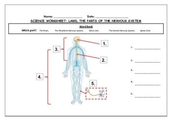 Science Worksheet Label Parts Of The Nervous System By Science