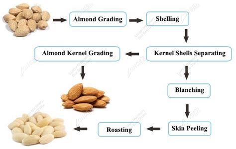 Almond Shelling Processing Steps in Factory