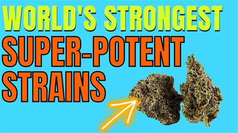 The Worlds Strongest Weed 7 Super High Thc Strains Youtube