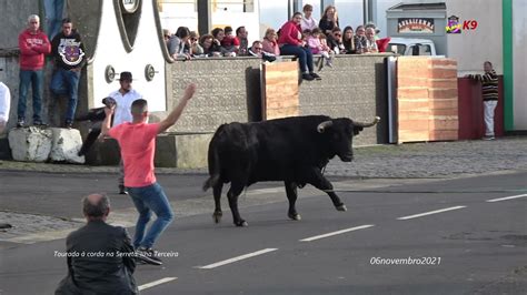 Tourada à corda toiros de FP na Serreta Ilha Terceira 06Nov2021