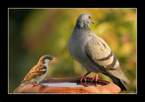 Wonders Of Pakistan Birds Of Lahore