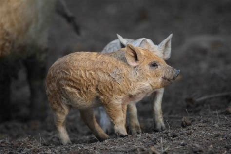 Il Mangalica Il Maiale Che Assomiglia A Una Pecora