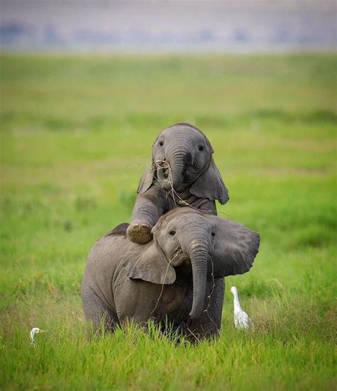 Baby Elephant And Mother