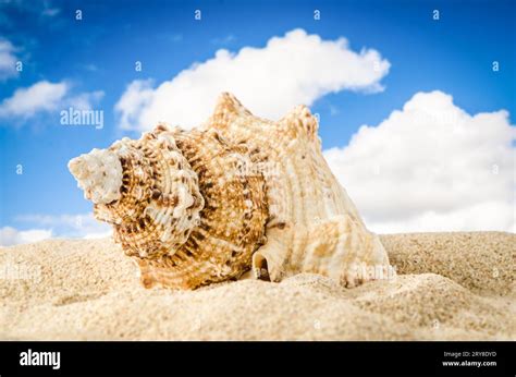 Close Up Conch Shell Hi Res Stock Photography And Images Alamy