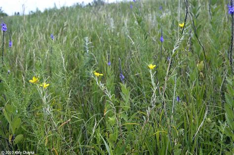 Oenothera serrulata (Yellow Sundrops): Minnesota Wildflowers