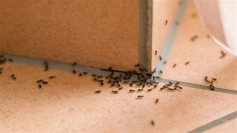 Ants in Bathroom: How to Get Rid of Ants in the Bathroom - Pest Samurai