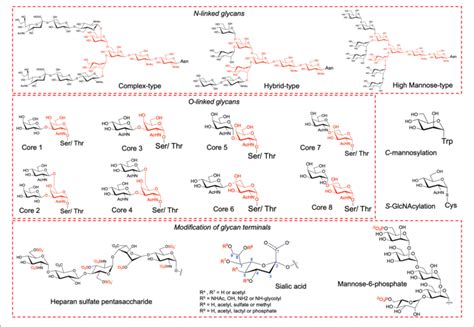 | Types of glycosylation and of glycans modified at terminals ...