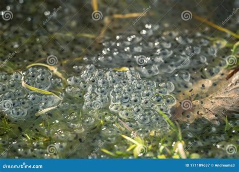 Frog eggs in pond stock image. Image of leaf, development - 171109687