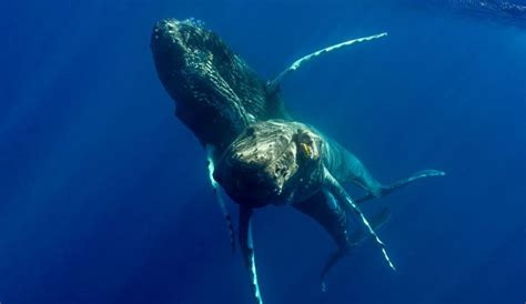 Humpback Whales Observed Mating For The First Time And Both Were Males