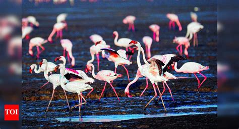 flamingos lesser flamingos start trickling  pulicat lake rare