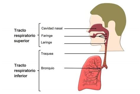 Histologia Sistema Respiratorio Cavidad Nasal Nasofaringe Limpiar El