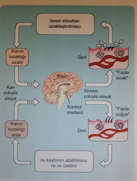 Nsamda V Cut S Cakl N N Kontrol Mekanizmas A A Daki Gibi