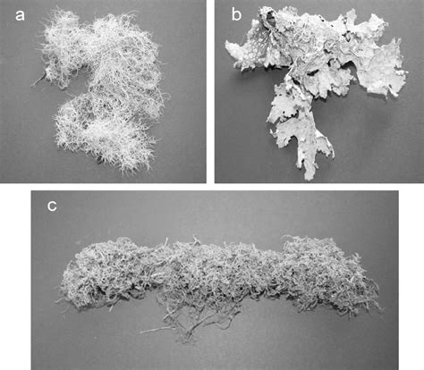 Examples Of A Fruticose Lichen A Foliose Lichen B And Bryophyte