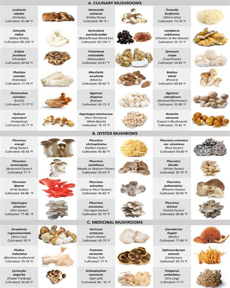 An Image Of Different Types Of Mushrooms