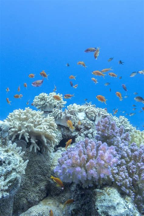 Korallenriff Mit Der Masse Von Fische Scalefin Anthias Unterwasser