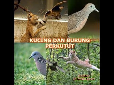 KUCING MENANGKAP BURUNG PERKUTUT YouTube