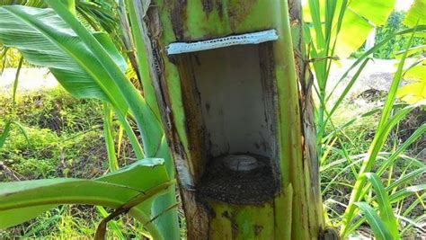 Cara Menanam Pisang Agar Cepat Berbuah Dengan Teknik Pelubangan Teori