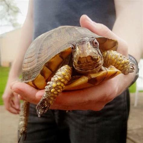 Best Eastern Box Turtle Images On Pholder Turtle Herpetology And