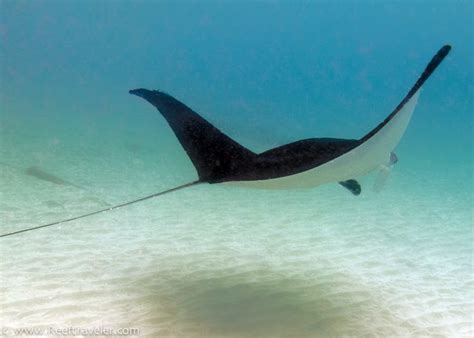 pin  karla garcia  mantarraya manta ray underwater photography