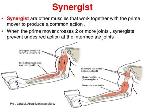 Synergist And Fixator Muscles Examples