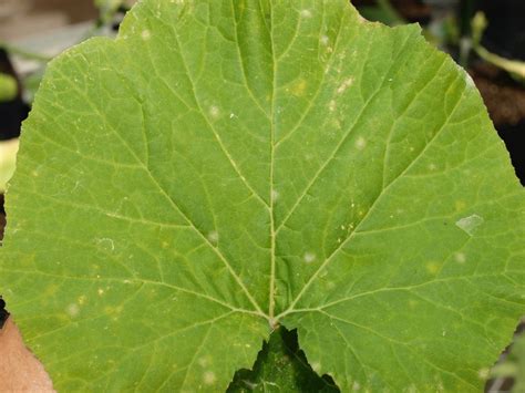 Powdery Mildew Management In Pumpkin And Squash Fruit Vegetable