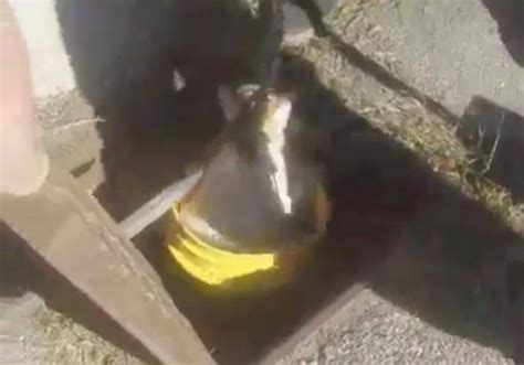 Massachusetts football players rescue cat from drain pipe - UPI.com