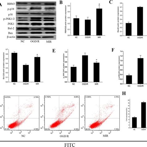 Upregulation Of Rbm Expression By Mild Hypothermia Inhibits Oxygen