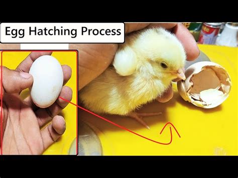 Egg Hatching Stages