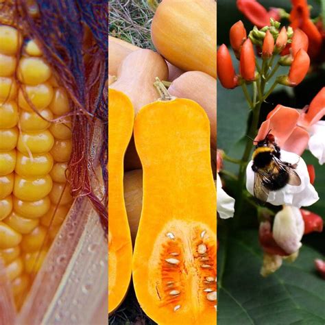 Three Sisters Vegetable Gardening Make The Most Out Of Your Allotment