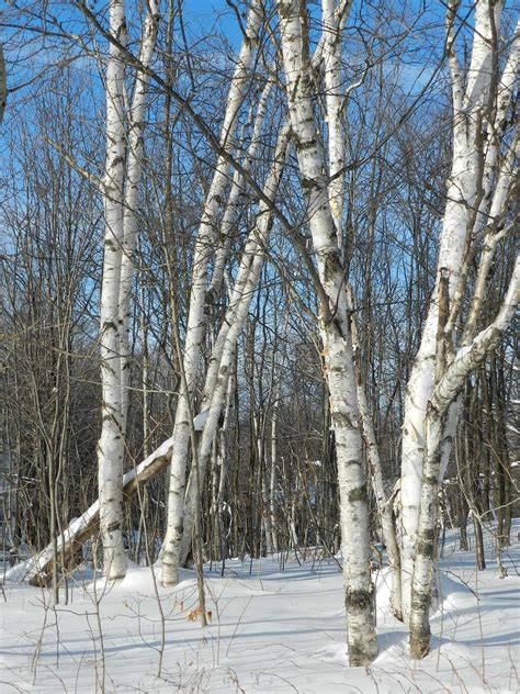 white birchmy favorite tree
