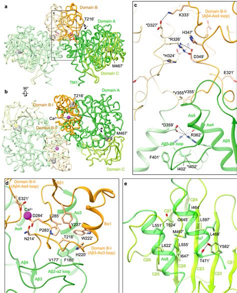 The RBAT Ectodomain A Structure Of The Ectodomain Homo Dimer The Three