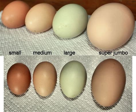 Egg Size Equivalents Egg Conversion Charts Cooking And Baking