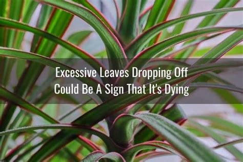 Dracaena Leaves Droopingfalling Off Is It Dying Ready To Diy