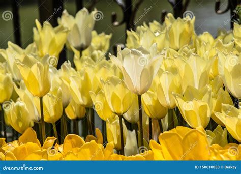 Flores De Floresc Ncia Da Tulipa Na Mola Como O Fundo Floral Foto De