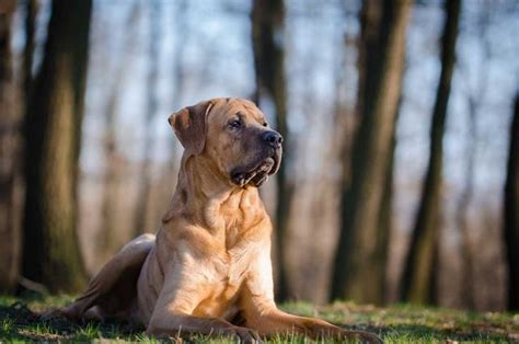 歐美最受歡迎的東方鬥犬，兇狠強壯的土佐犬，是一種什麼樣的狗狗 每日頭條