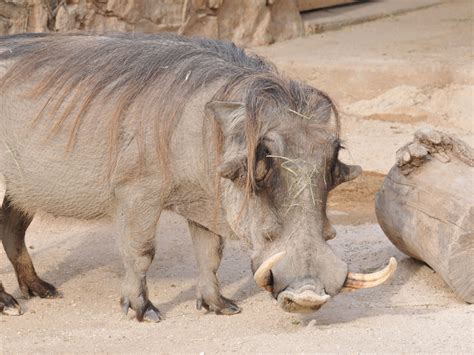 The Online Zoo Common Warthog