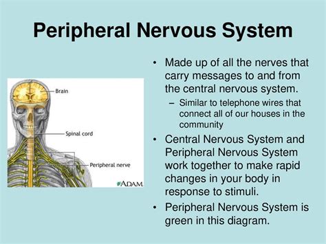 anatomy of peripheral nervous system