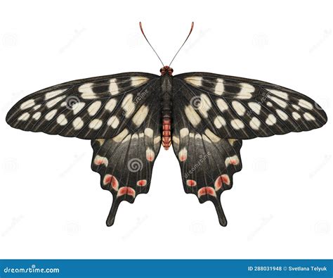 Acuarela Realista Mariposa Papilio Antena O Fondo Transparente Aislado