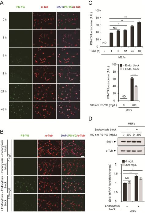 Polystyrene PS Nanoplastic Uptake Via Endocytosis A Mouse