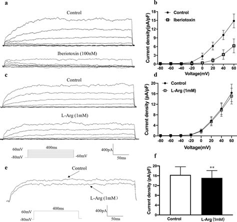 Effect Of L Arg On The Currents Of KCa Channels From Single Smooth